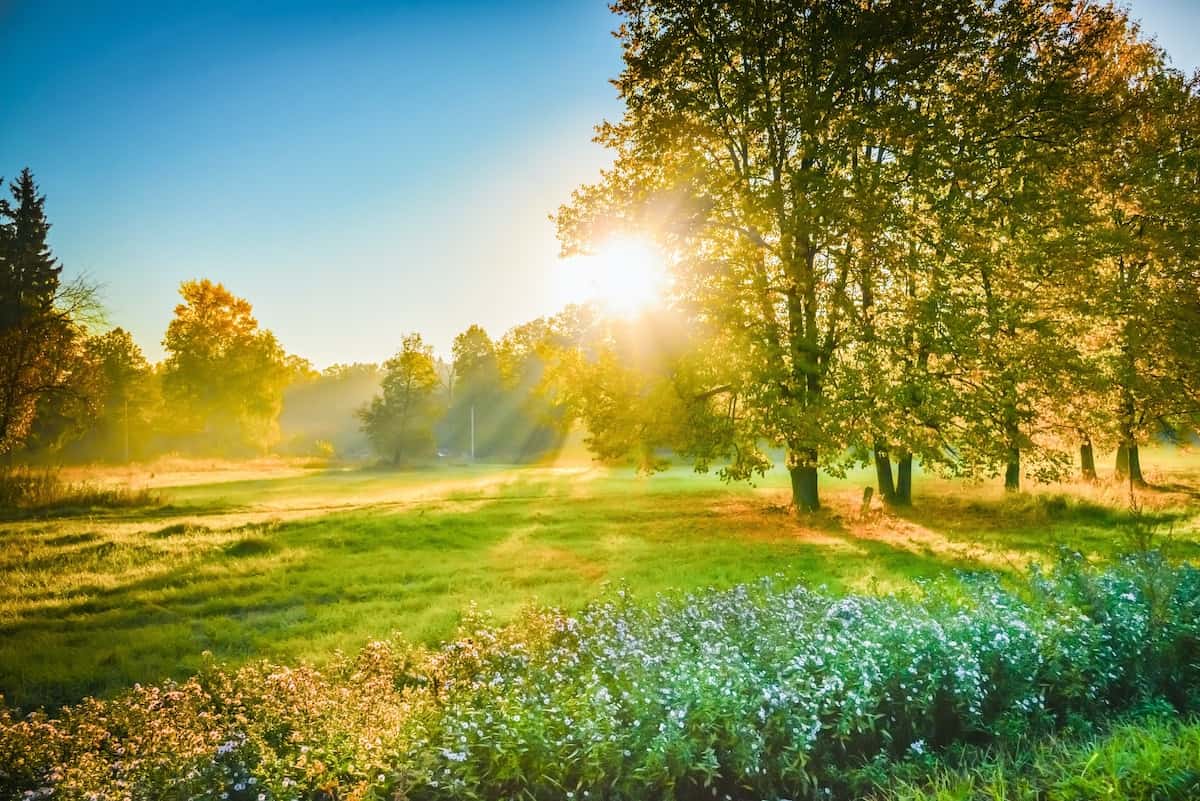 A ray of sun at sunrise shines through the leaves of the tree.